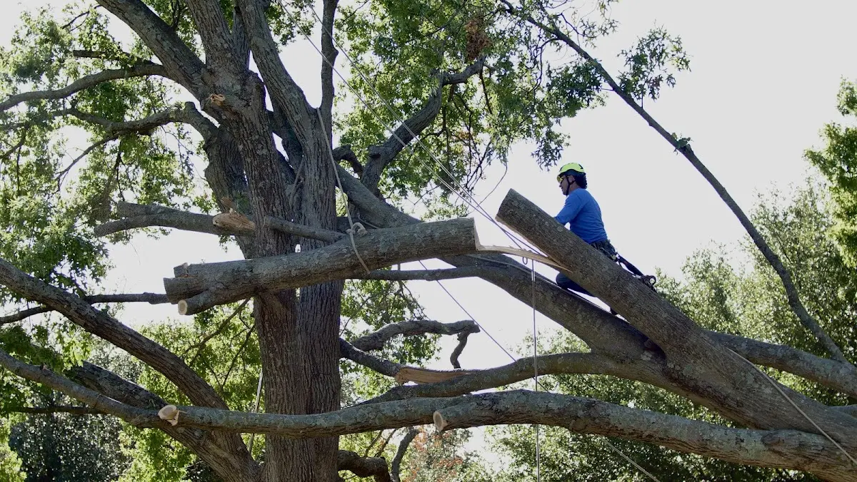 Professional Crown Thinning performed by certified arborists in Roanoke